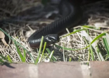 גבר הוכש על ידי נחש במהלך עבודה בגינה