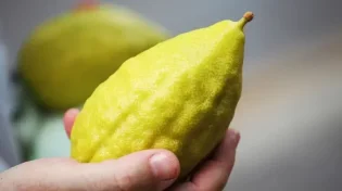 נהרס הבית בו שכן עץ האתרוגים של החזון איש