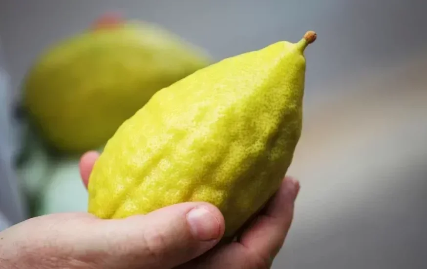 נהרס הבית בו שכן עץ האתרוגים של החזון איש נהרס הבית בו שכן עץ האתרוגים של החזון איש