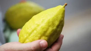 נהרס הבית בו שכן עץ האתרוגים של החזון איש