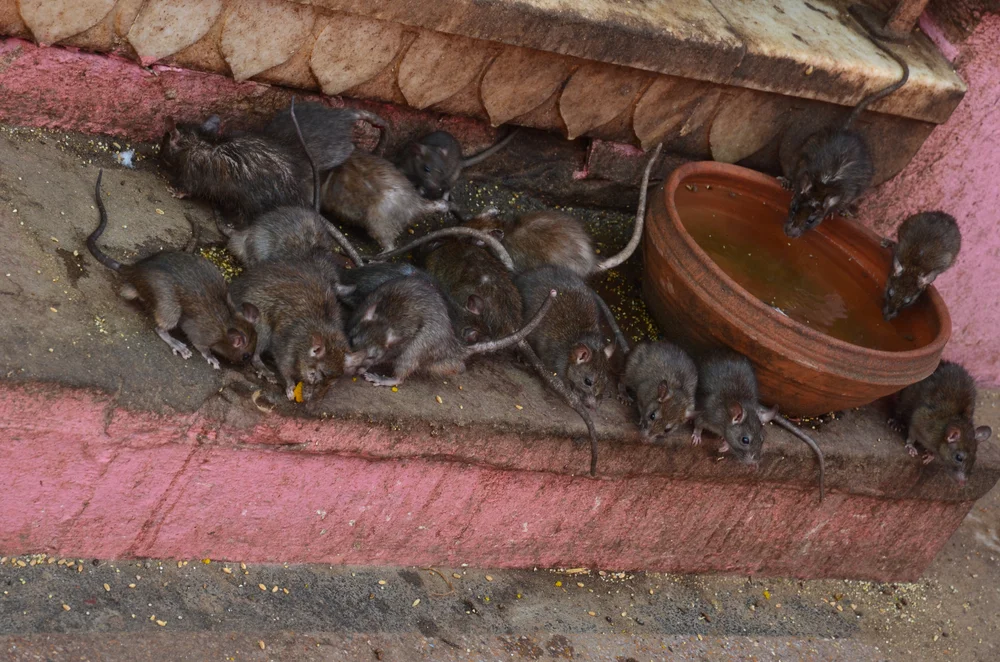 "הילדה התמלאה דם": מכת חולדות בערי המרכז 