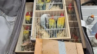 בשווי של אלפי יורו: הברחת 28 תוכים סוכלה בנתב"ג