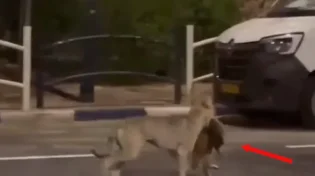 תיעוד נדיר: זאב טורף חתול ברחובותיה של אילת