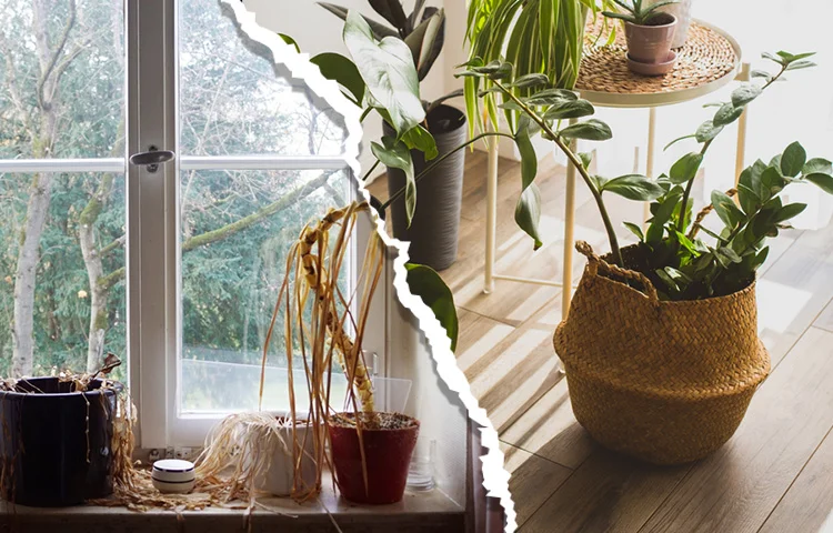 גידול צמחים בבית: איך לגדל צמחים בבית? גידול צמחים בבית: איך לגדל צמחים בבית?