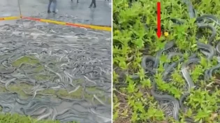 סין: מהי הסיבה שאלפי נחשים השתלטו על הכבישים?