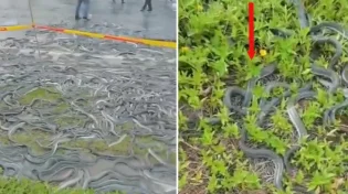 סין: מהי הסיבה שאלפי נחשים השתלטו על הכבישים?
