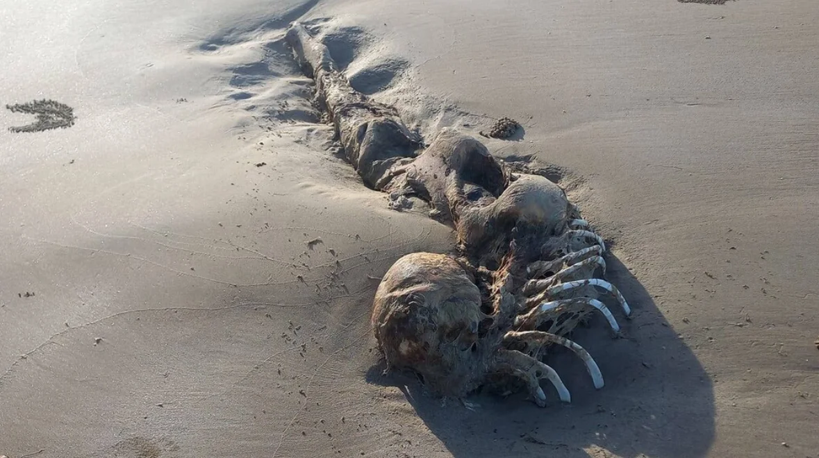 שלד מסתורי נמצא בחופי אוסטרליה - ההשערה: מדובר ב"בת ים"