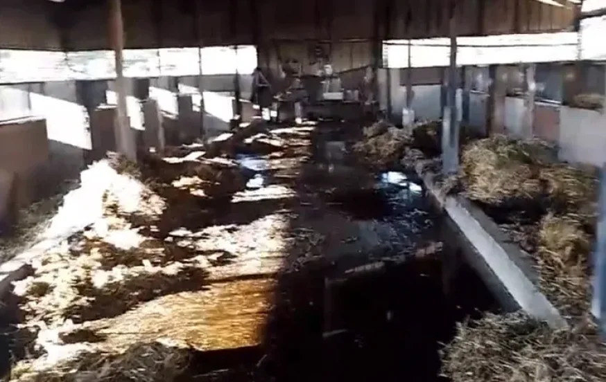 עבריינים שרפו אורווה מלאה סוסים בגלל אי תשלום דמי חסות - צפו עבריינים שרפו אורווה מלאה סוסים בגלל אי תשלום דמי חסות - צפו