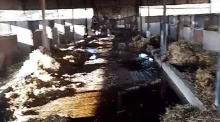 עבריינים שרפו אורווה מלאה סוסים בגלל אי תשלום דמי חסות - צפו