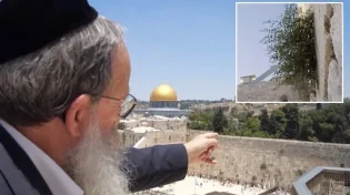 תעלומת הצמח המוזר של הכותל המערבי