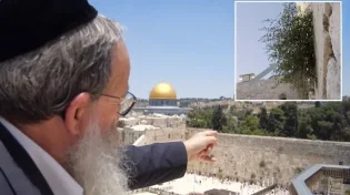 תעלומת הצמח המוזר של הכותל המערבי