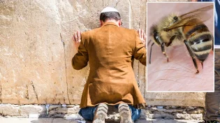 הבחור שמצא את עצמו תקוע בשידוכים עד שדבורה עקצה אותו