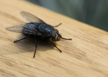 הזבובים לא מרפים מכם גם כשחם? כך תיפטרו מהם בטריק קל הזבובים לא מרפים מכם גם כשחם? כך תיפטרו מהם בטריק קל