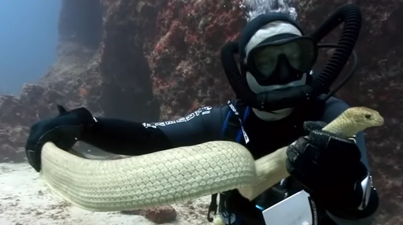 אוסטרליה: נחש מפלצתי וארסי במיוחד מטיל איימה בחופי הים אוסטרליה: נחש מפלצתי וארסי במיוחד מטיל איימה בחופי הים