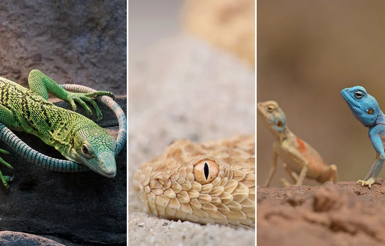 סיקור מרתק: קבלו 60 שניות על זוחלי ארץ ישראל