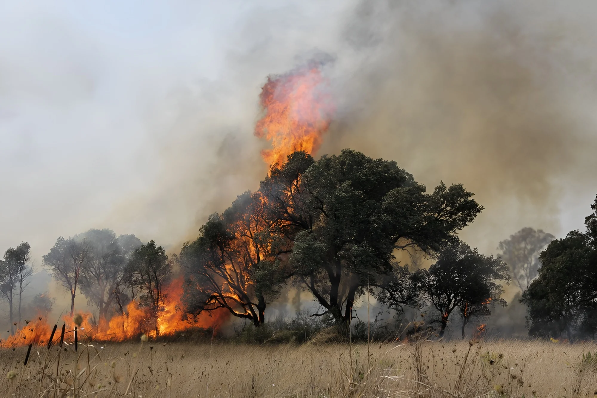 גל שרפות: מטוס כיבוי התרסק ביוון, עשרות ישראלים חולצו - צפו 