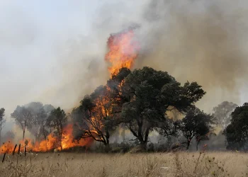 גל שרפות: מטוס כיבוי התרסק ביוון, עשרות ישראלים חולצו - צפו 