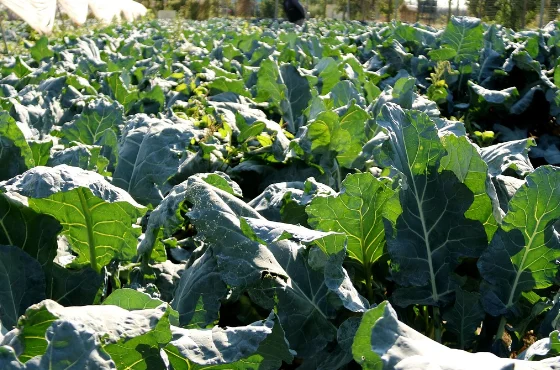 זו הסיבה שאתם חייבים לשלב את הירק הזה בתפריט הקבוע שלכם 