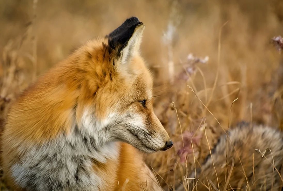 מפחיד: מה הביא עשרות תנים לצפון תל אביב? מפחיד: מה הביא עשרות תנים לצפון תל אביב?