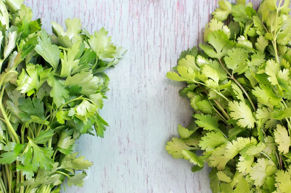 מה בריא יותר כוסברה או פטרוזיליה? מה בריא יותר כוסברה או פטרוזיליה?