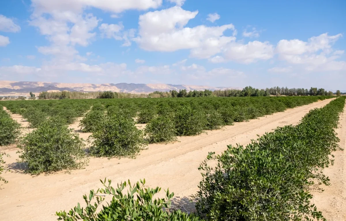 סוף שבוע לוהט: עומסי חום ברוב אזורי הארץ 