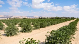 סוף שבוע לוהט: עומסי חום ברוב אזורי הארץ 