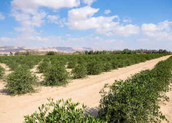 סוף שבוע לוהט: עומסי חום ברוב אזורי הארץ 