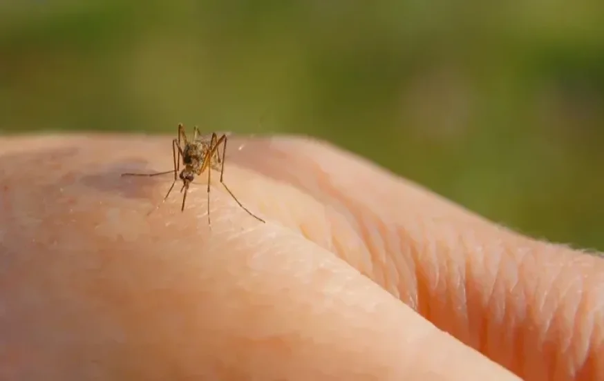 זהירות: יתושים נגועים בקדחת הנילוס נמצאו במספר מוקדים זהירות: יתושים נגועים בקדחת הנילוס נמצאו במספר מוקדים