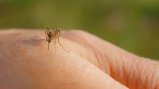 זהירות: יתושים נגועים בקדחת הנילוס נמצאו במספר מוקדים