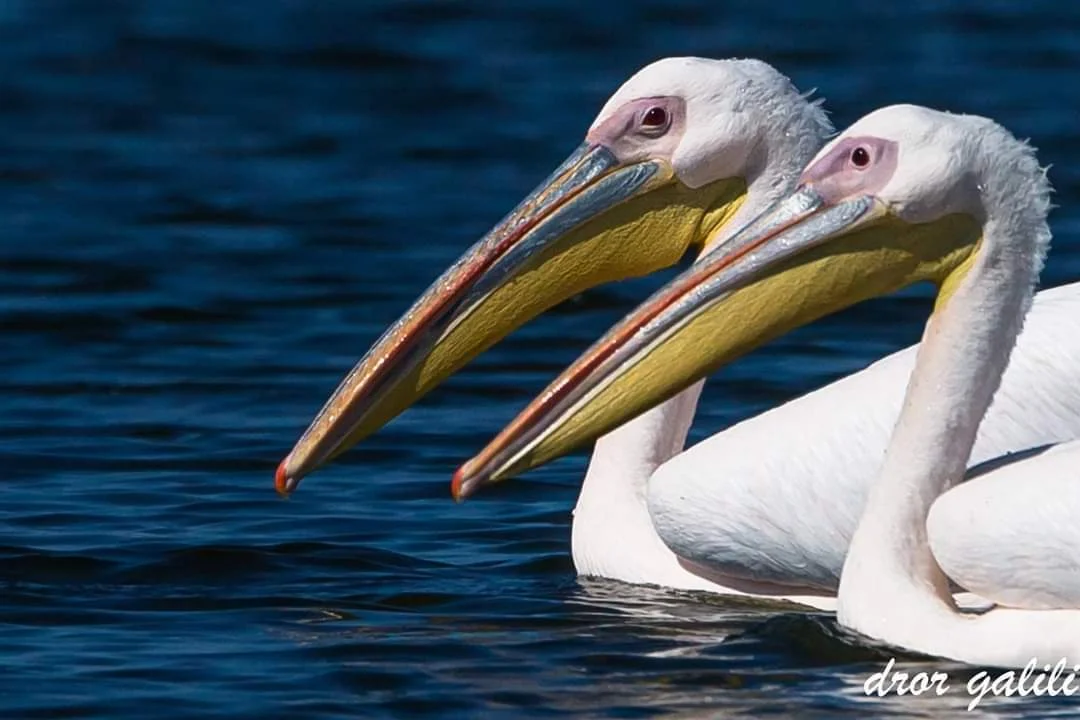 מחזה מדהים: החלה עונת הנדידה