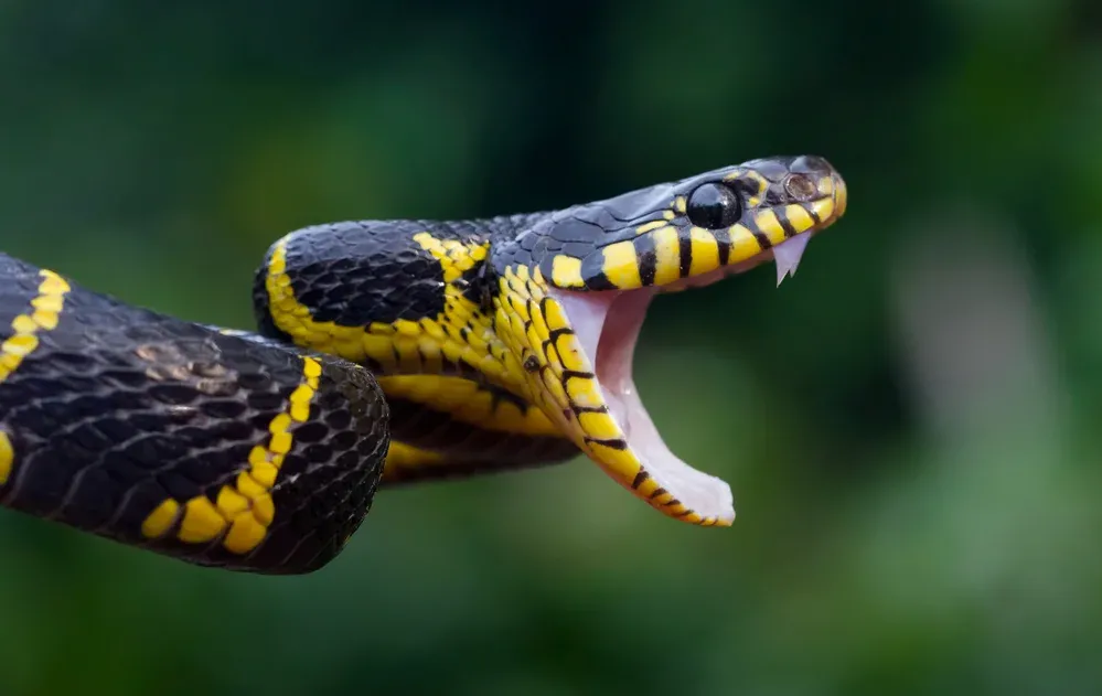 "ועפר תאכל כל ימי חייך": איך תקשר הנחש עם האישה? "ועפר תאכל כל ימי חייך": איך תקשר הנחש עם האישה?