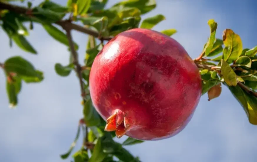 קרדיט: canva