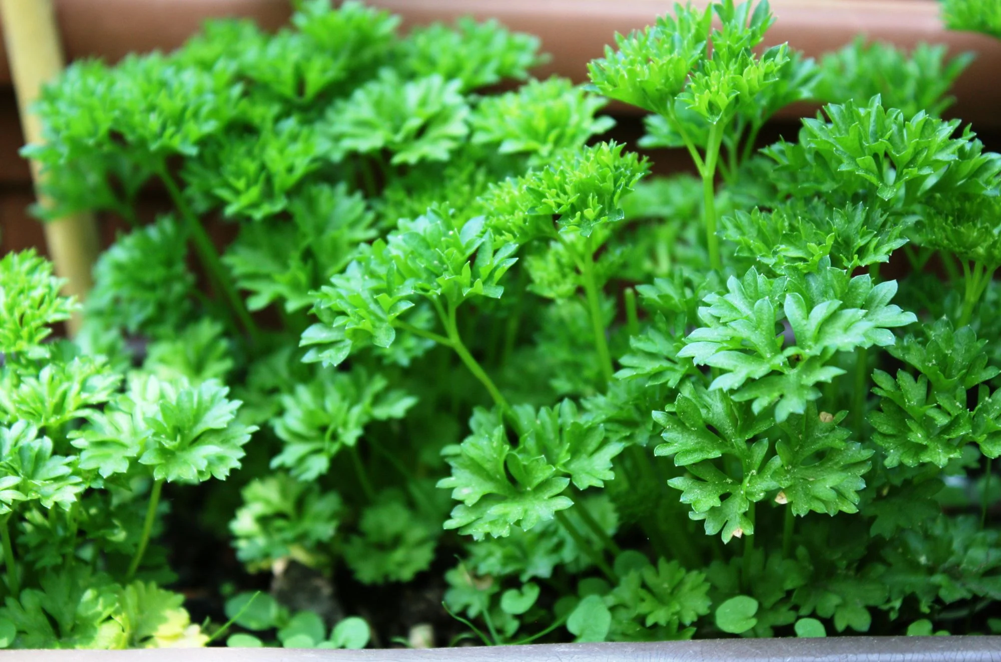 למה כדאי לכם להתחיל לצרוך פטרוזיליה דווקא עכשיו?