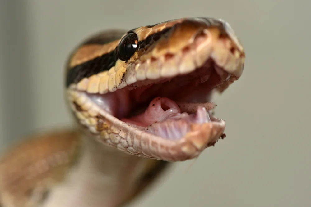 אישה גידלה נחש פיתון בבית וכמעט נבלעה חיה