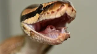 אישה גידלה נחש פיתון בבית וכמעט נבלעה חיה