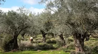 בצל המלחמה: קריאה לעצור את מסיק הזיתים הסמוך ליישובים ביו"ש