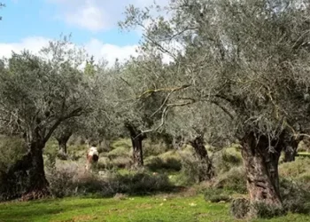 בצל המלחמה: קריאה לעצור את מסיק הזיתים הסמוך ליישובים ביו"ש