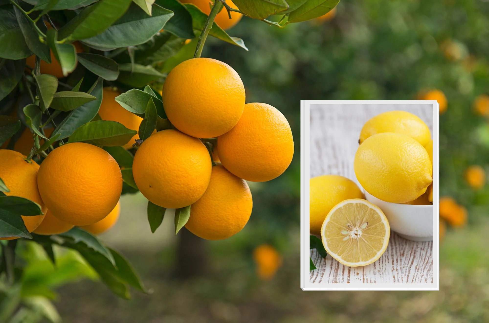 תתחילו לצרוך פרי הדר בכל יום, זה כדאי תתחילו לצרוך פרי הדר בכל יום, זה כדאי