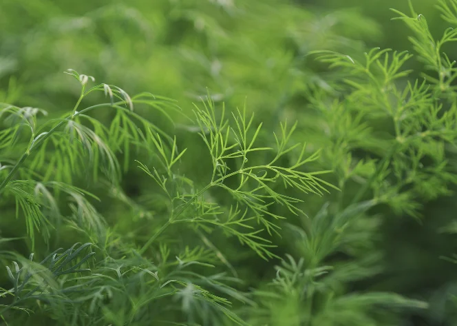 נפלאות השמיר, זה הזמן להכיר נפלאות השמיר, זה הזמן להכיר