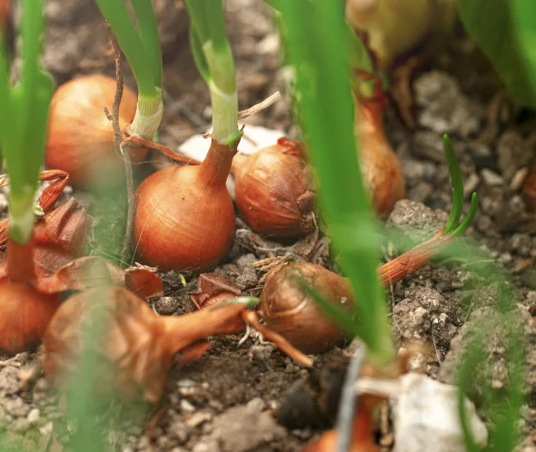 5 יתרונות של בצל ירוק