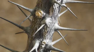 מי אמר שהקושי נועד לטובתנו?