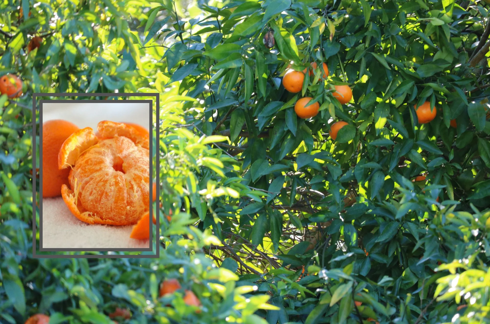 6 יתרונות מדהימים של קלמנטינות 