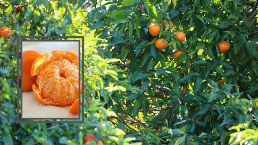6 יתרונות מדהימים של קלמנטינות 6 יתרונות מדהימים של קלמנטינות