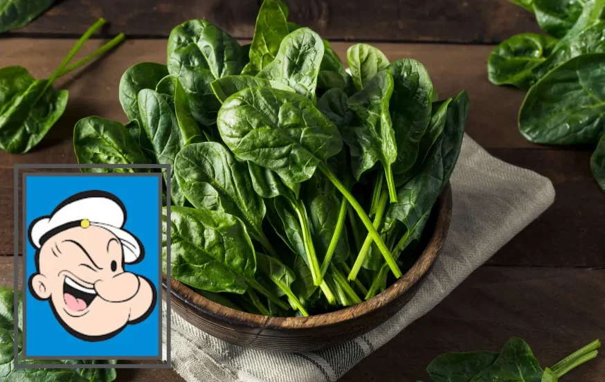 10 דברים שאולי לא ידעתם על התרד 10 דברים שאולי לא ידעתם על התרד