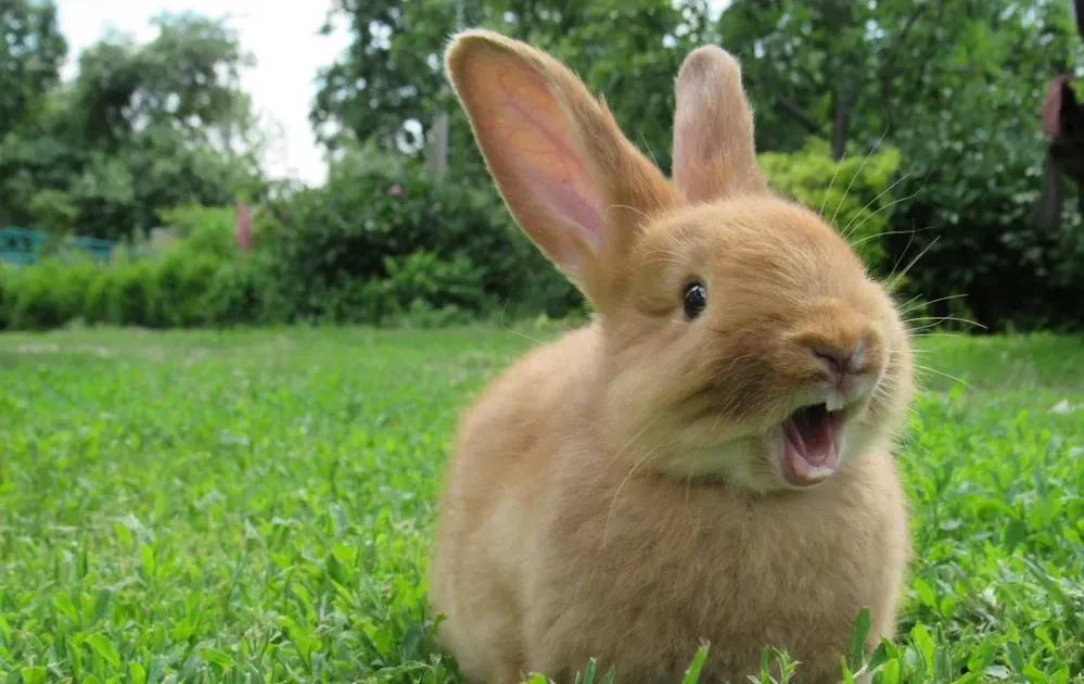 האם ארנב כשר? האם ארנב כשר?