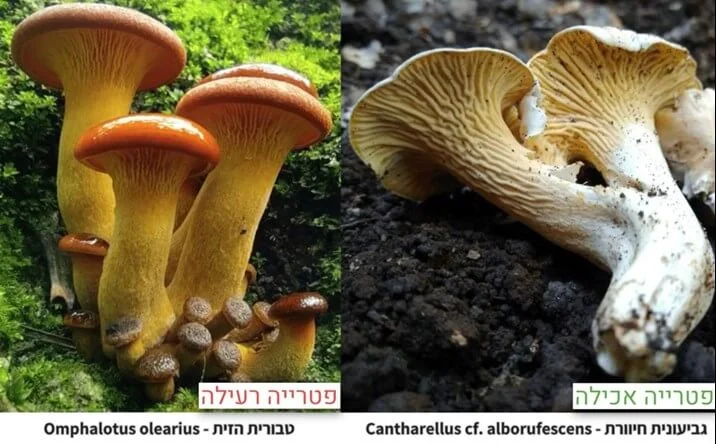 פטריות אחרי הגשם: 11 אנשים אושפזו לאחר הרעלה 