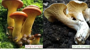 פטריות אחרי הגשם: 11 אנשים אושפזו לאחר הרעלה 