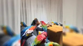 מרהיב: להקת התוכים שמקפידה על "מצוות" קלה כבחמורה