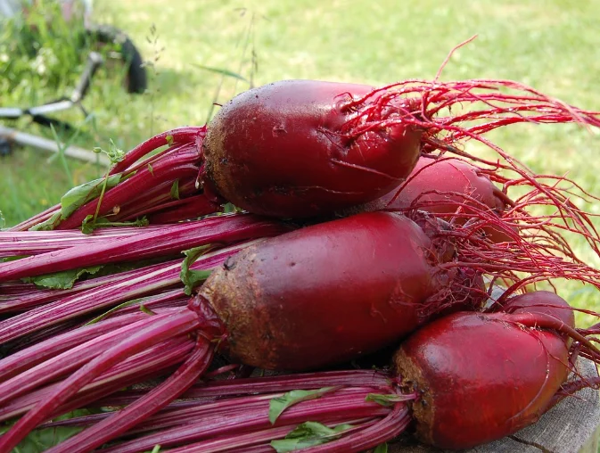 כל הסיבות לאכול יותר סלק סגול בכל יום 