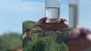 מדהים ומפתיע: הכוח של גמל שלמה